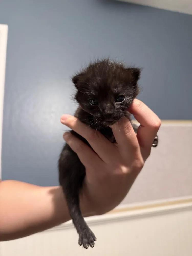 Samosa thumbnail 6
