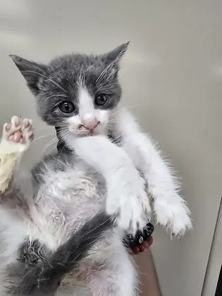 A baby small-sized male White Domestic Short Hair cat named Dylan for adoption in El Paso, TX