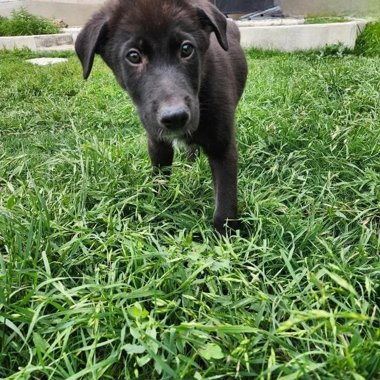 A baby medium-sized male Black Labrador Retriever dog named Newton for adoption in Pflugerville, TX
