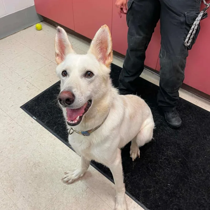 An adult small-sized female White / Cream German Shepherd Dog dog named Opal D for adoption in Minneapolis, MN