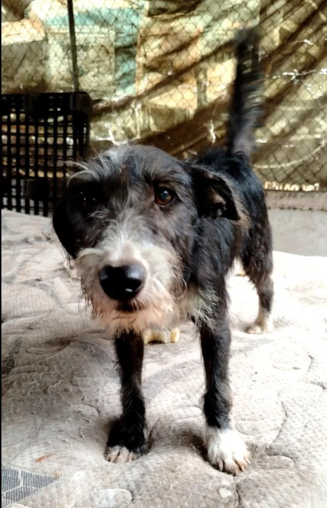 An adult medium-sized male Scottish Deerhound dog named Tomi for adoption in San Diego, CA
