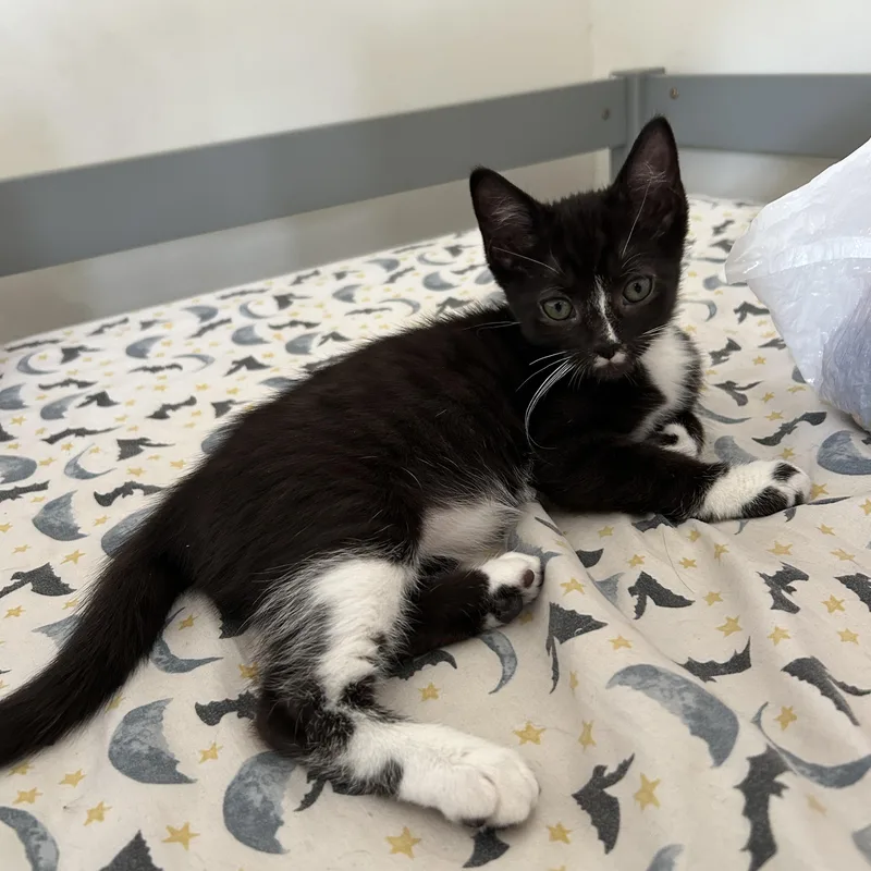A baby medium-sized female Black & White / Tuxedo Domestic Short Hair cat named Zephyr for adoption in Joliet, IL