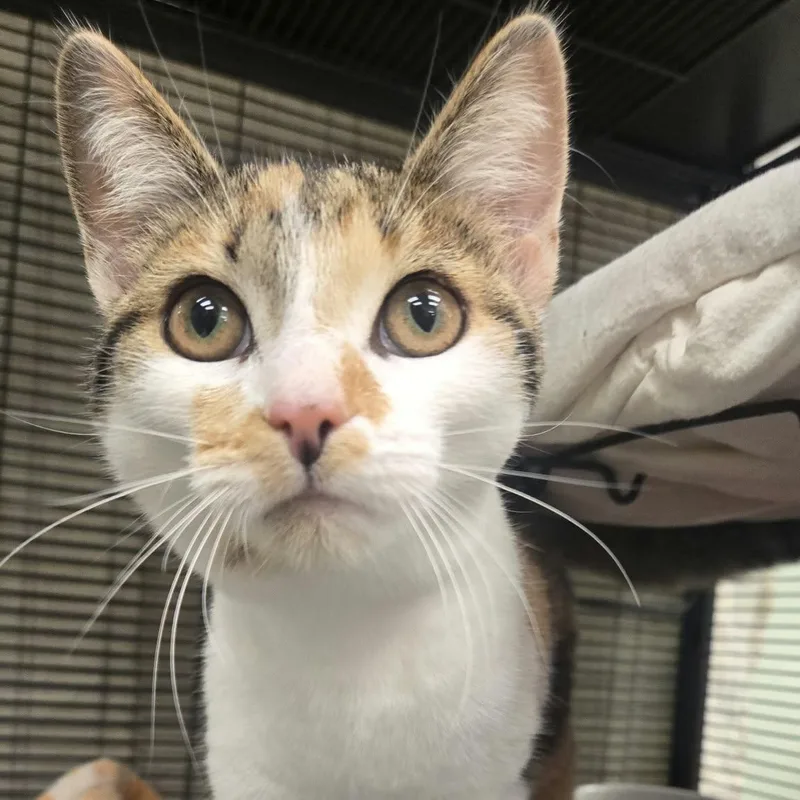A baby medium-sized female Torbie Domestic Short Hair cat named Plum for adoption in Martinsville, IN