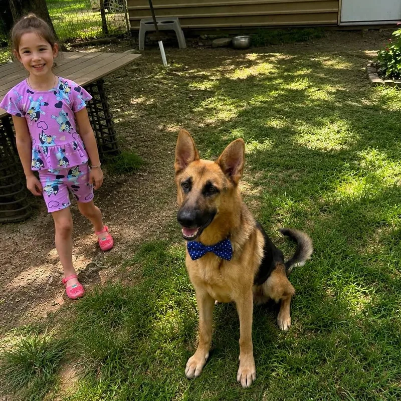 A young large-sized male German Shepherd Dog dog named Anakin Gs for adoption in Allen, TX