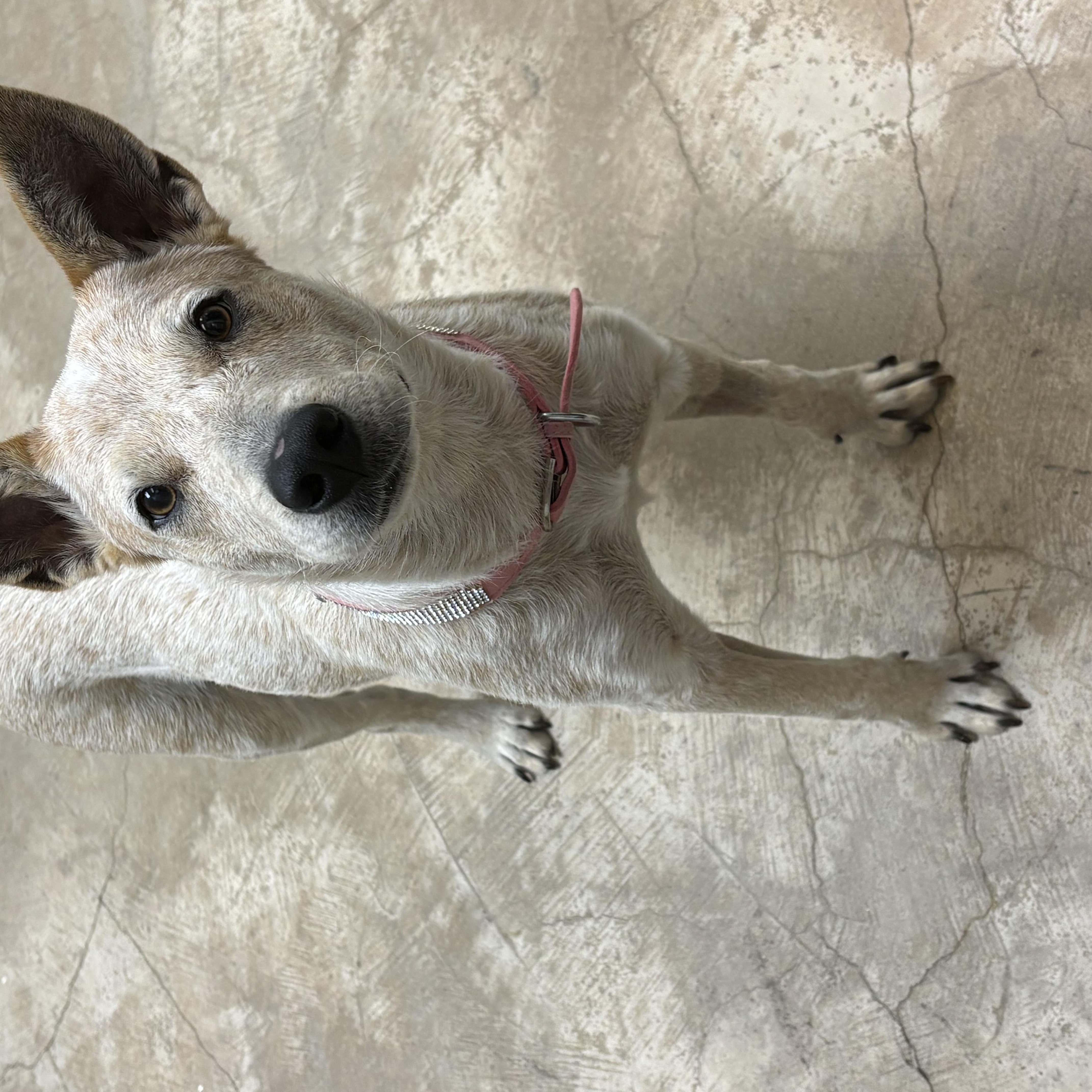 A young medium-sized female White / Cream Australian Cattle Dog / Blue Heeler named Little Red for adoption in Fort Worth, TX