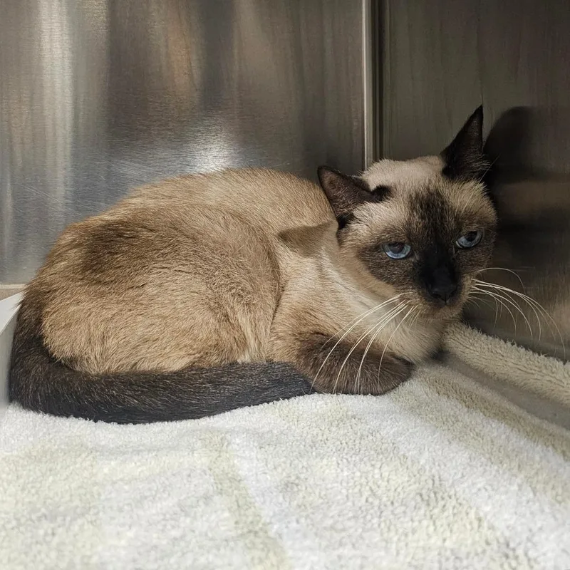 A senior medium-sized female Siamese cat named Semyeung for adoption in Tampa, FL
