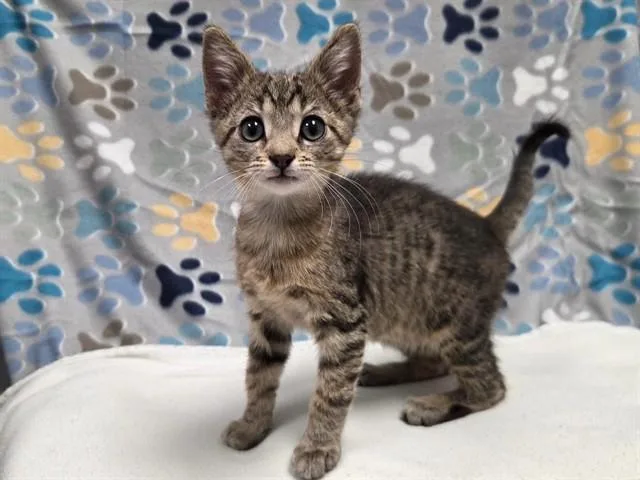 A baby small-sized male Domestic Short Hair cat named Pork Chop for adoption in Ames, IA