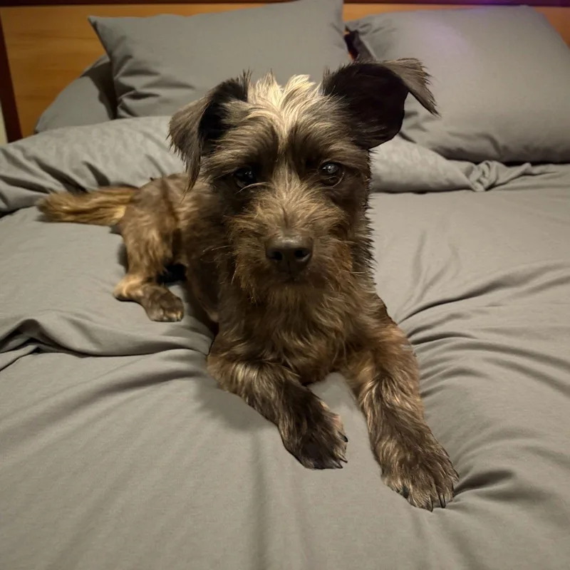 A young small-sized female Yorkshire Terrier dog named Jelly for adoption in Elizabethtown, PA