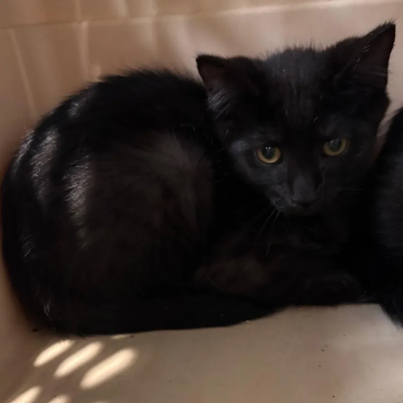 A baby small-sized male Black Domestic Short Hair cat named Phineas for adoption in Allentown, PA