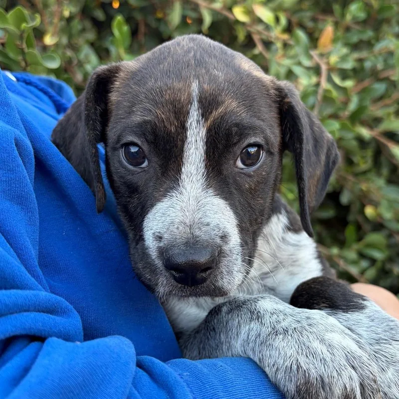 A baby small-sized male Brindle Shepherd dog named Lennon for adoption in Santa Barbara, CA