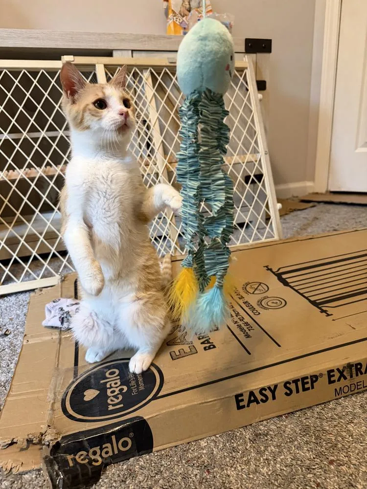 A baby small-sized female Orange & White Domestic Short Hair cat named Ariel for adoption in Kannapolis, NC