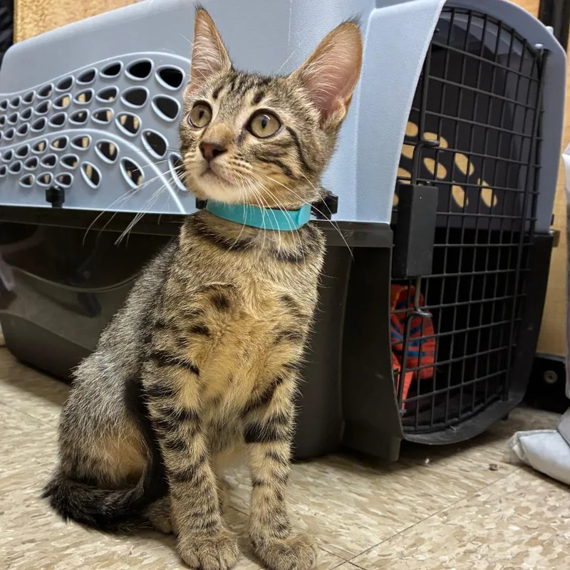 A baby medium-sized male Domestic Short Hair cat named Cheeky for adoption in Kyle, TX