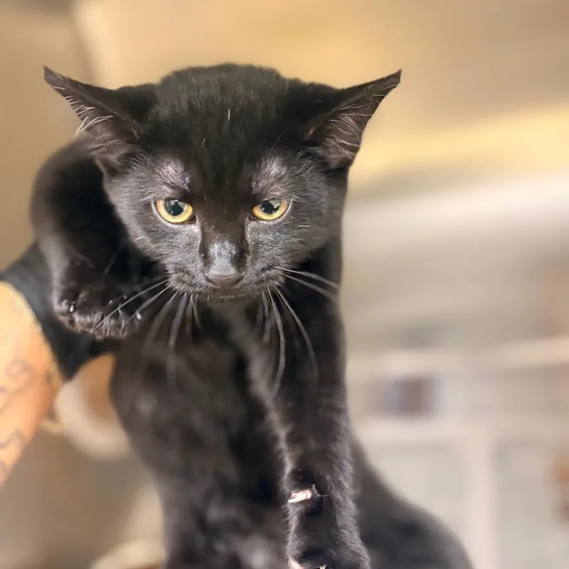 A baby small-sized male Black Domestic Short Hair cat named Onyx for adoption in Winston-Salem, NC