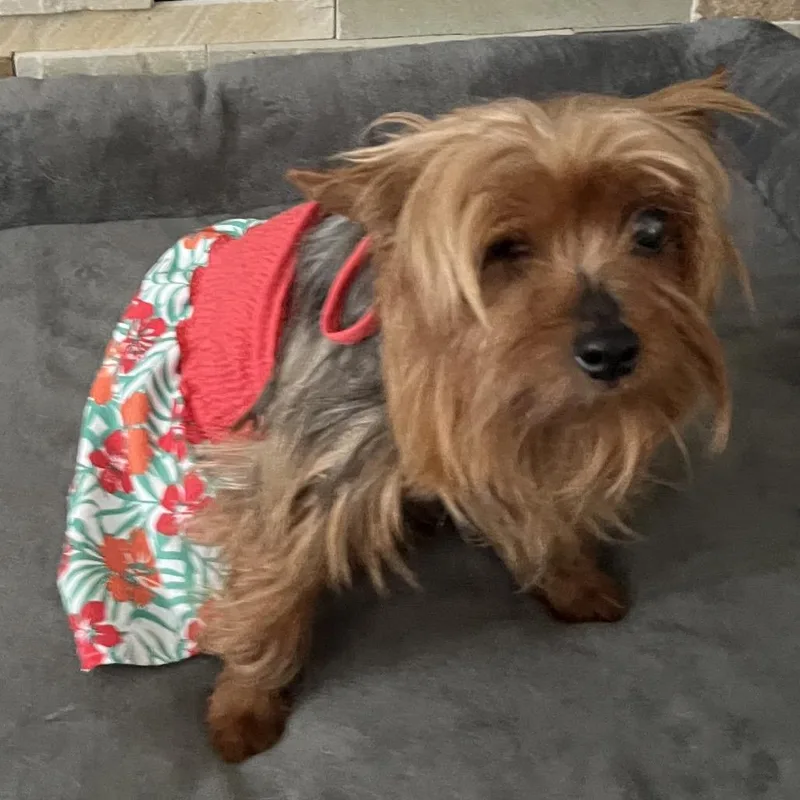 A senior small-sized female Yellow / Tan / Blond / Fawn Yorkshire Terrier dog named Ellie for adoption in Sinking Spring, PA