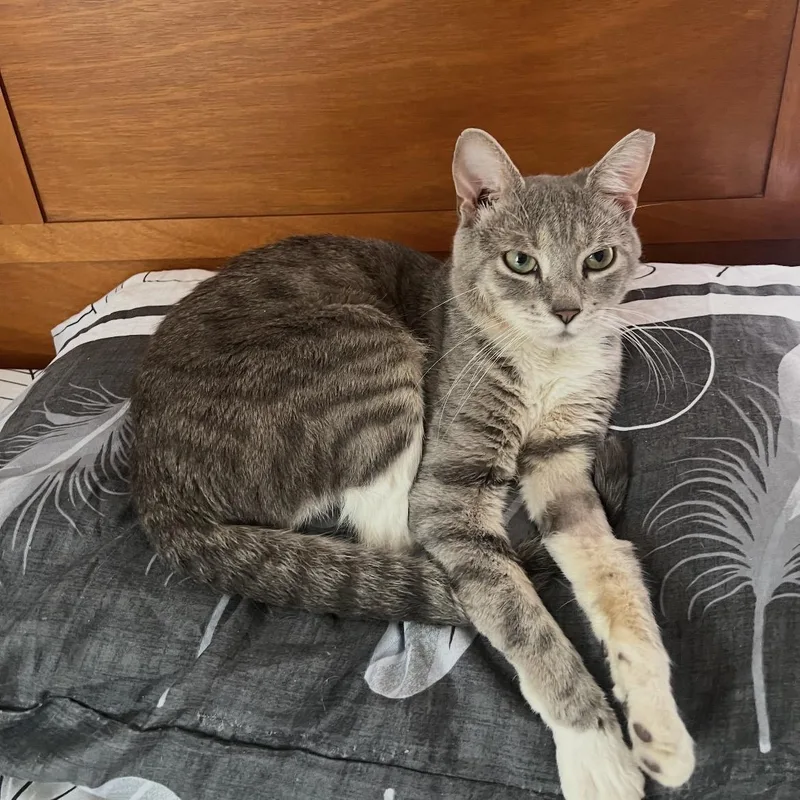 A young medium-sized male Tabby (Gray / Blue / Silver) Domestic Short Hair cat named Murphy N. So for adoption in New York, NY
