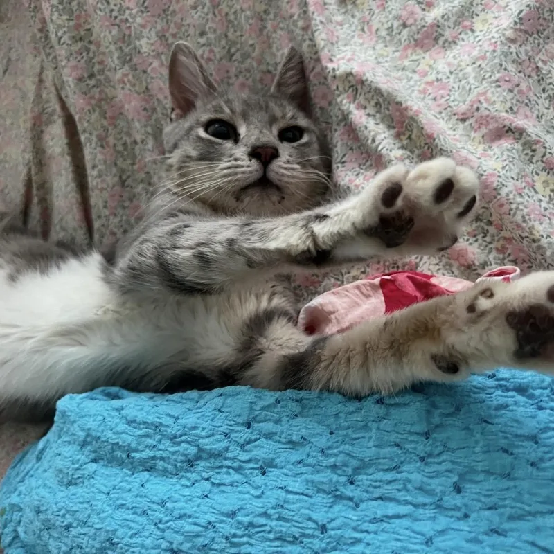 Murphy N.  So thumbnail 3