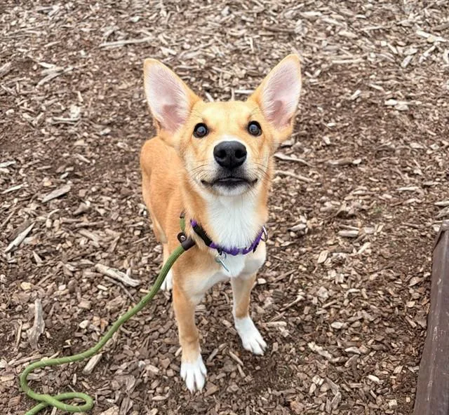 A young small-sized male Labrador Retriever dog named Kyle for adoption in Leesburg, VA