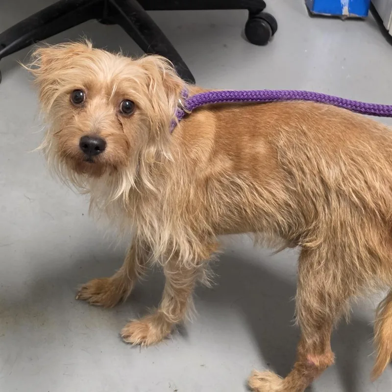 An adult small-sized male Yellow / Tan / Blond / Fawn Mixed Breed dog named Patrick for adoption in Troy, IL