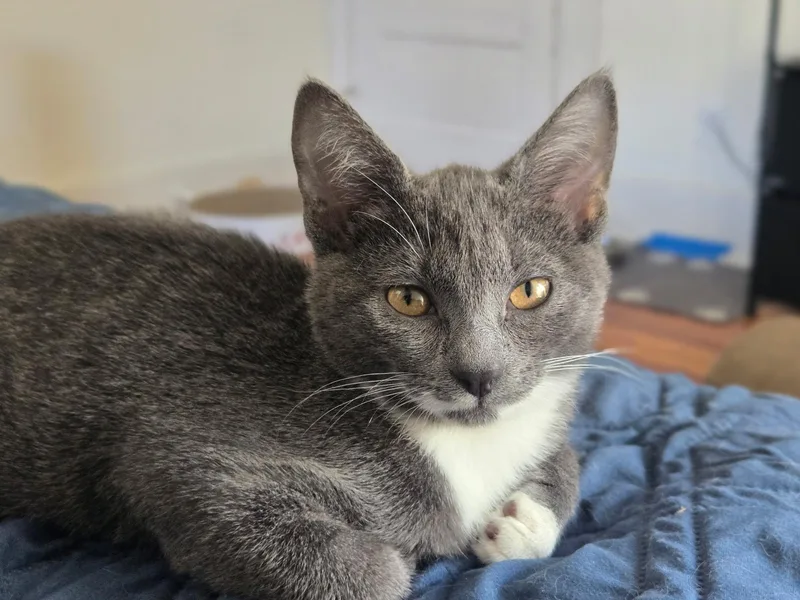 A baby medium-sized female Gray & White Domestic Short Hair cat named Rachel for adoption in Montclair, NJ