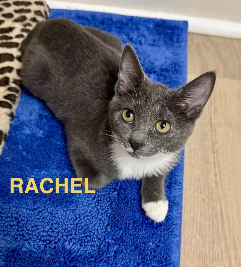 Rachel thumbnail 4