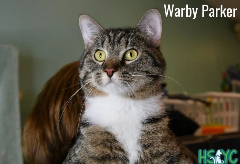 A baby medium-sized male Domestic Short Hair cat named Warby Parker for adoption in Fort Mill, SC