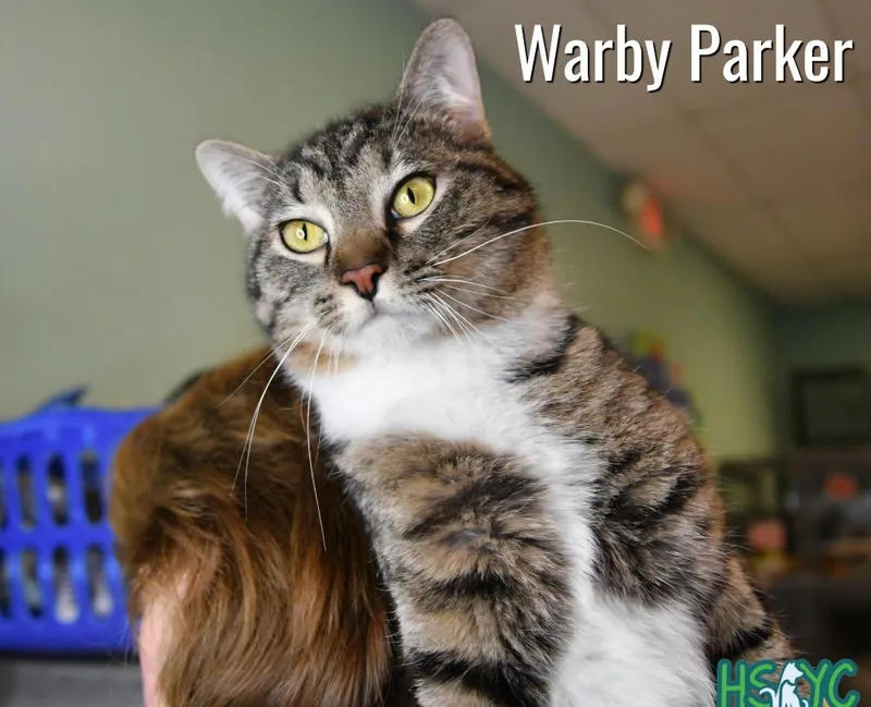 Warby Parker thumbnail 2