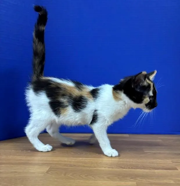 A baby medium-sized female Calico Domestic Short Hair cat named Mandarin for adoption in Hawk Point, MO