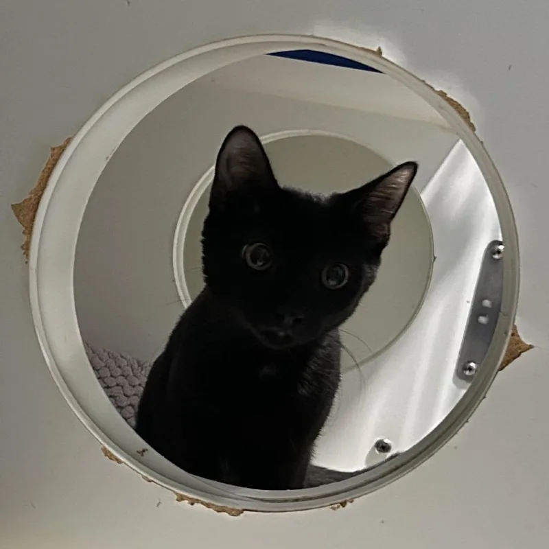 A baby medium-sized female Black Domestic Short Hair cat named Posie for adoption in Oyster Bay, NY