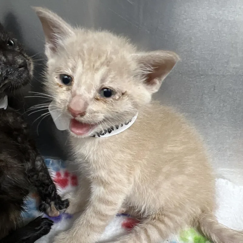 A baby small-sized male Orange / Red Domestic Short Hair cat named Godrick for adoption in Birmingham, AL