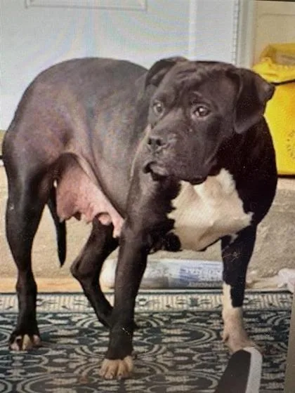 An adult large-sized female Mixed Breed dog named Magpie for adoption in West Chester, PA