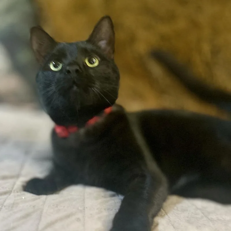 An adult small-sized male Black Domestic Short Hair cat named Jack for adoption in Philadelphia, PA