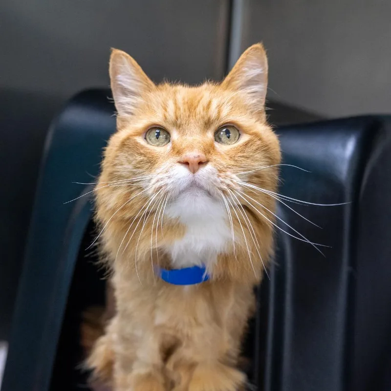 Merlin