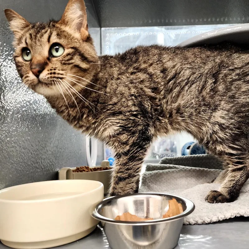 A senior small-sized female Brown / Chocolate Domestic Short Hair cat named Betty for adoption in Grantsville, UT