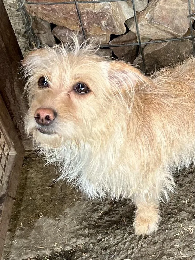 An adult small-sized female Apricot / Beige Wire Fox Terrier dog named Lacey for adoption in TUCSON, AZ