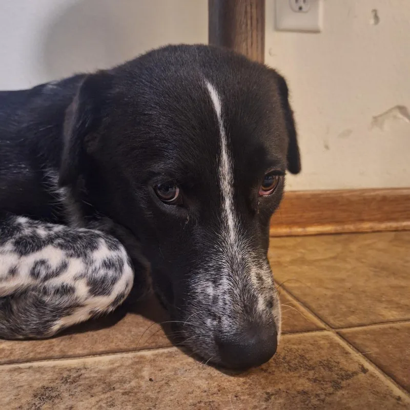 An adult medium-sized male Black Mixed Breed dog named Benny D for adoption in Princeton, MN