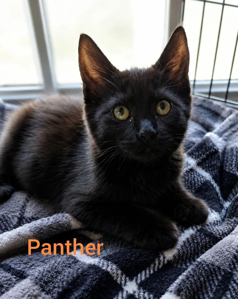 A baby small-sized female Black Domestic Short Hair cat named Panther for adoption in Shrewsbury, MA