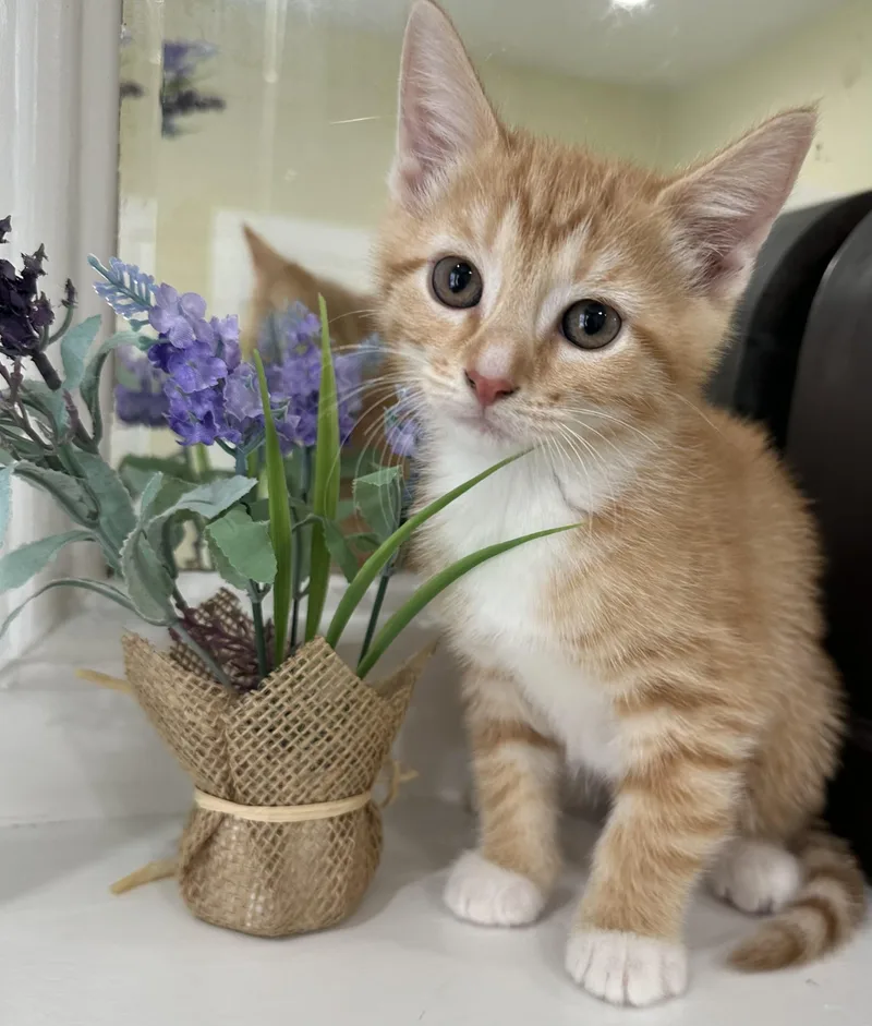 A baby small-sized female White Domestic Short Hair cat named Goldie for adoption in Lawrenceville, GA