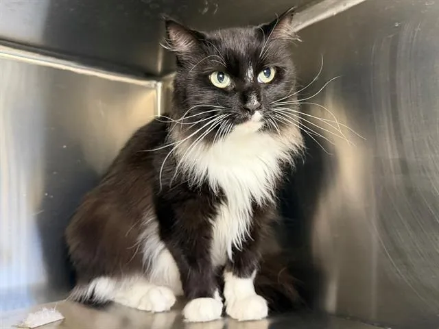 An adult small-sized female Domestic Long Hair cat named Maureen for adoption in Santa Rosa, CA