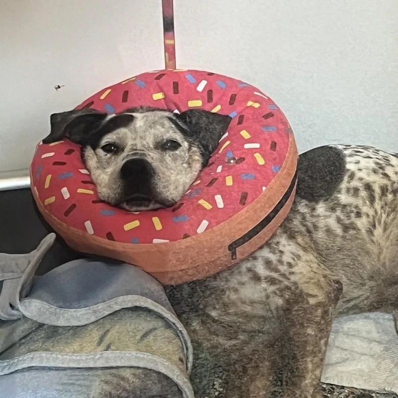 A senior medium-sized male Mixed Breed dog named Hero for adoption in Los Angeles, CA