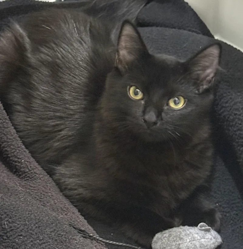 A young medium-sized male Domestic Long Hair cat named Martynie Farm for adoption in Chandler, AZ