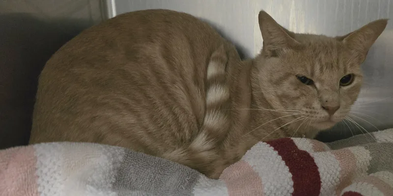 An adult medium-sized male Tabby (Orange / Red) Domestic Short Hair cat named Phoenix for adoption in Friendswood, TX