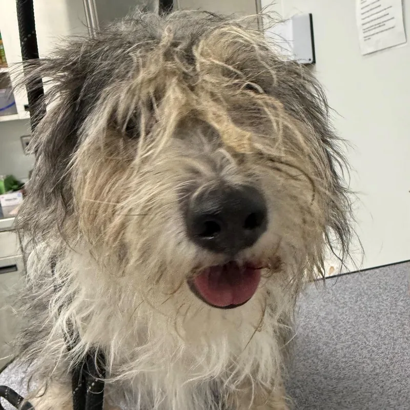 An adult medium-sized male White / Cream Wirehaired Terrier dog named Hampton for adoption in Abilene, TX