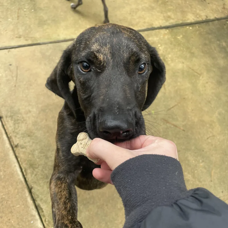 A young medium-sized male Brindle Plott Hound dog named Huck for adoption in Ruston, LA