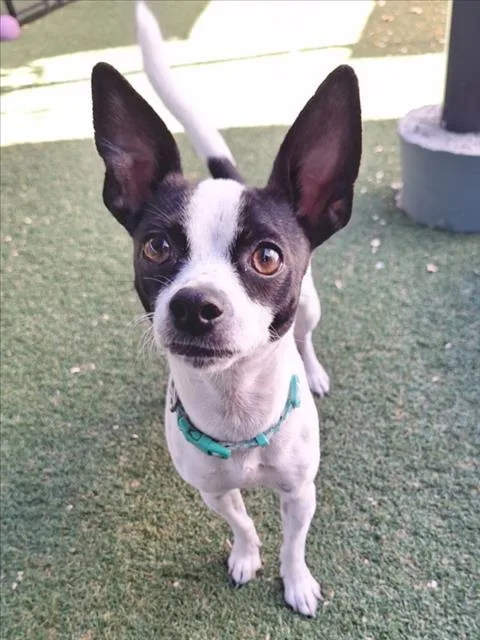 A young small-sized female Chihuahua dog named Audrey for adoption in Woodland, CA
