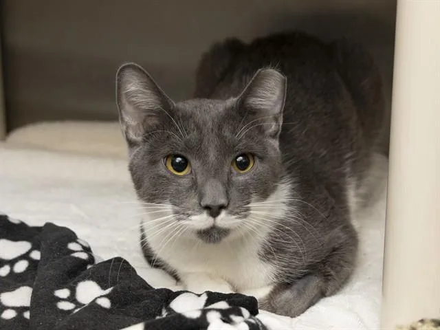 A young medium-sized male Domestic Short Hair cat named Mouse for adoption in Phoenix, AZ