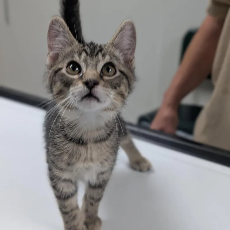 A baby small-sized male Brown / Chocolate Domestic Medium Hair cat named Drax for adoption in Canton, IL