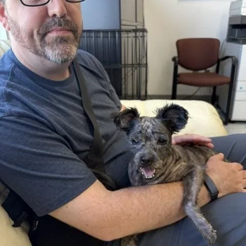 A senior small-sized female Black Miniature Schnauzer dog named Izzy for adoption in Holland, MI