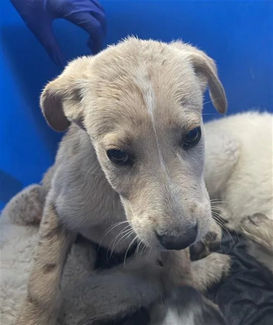 A baby large-sized female Mixed Breed dog named Frostine for adoption in Dallas, TX