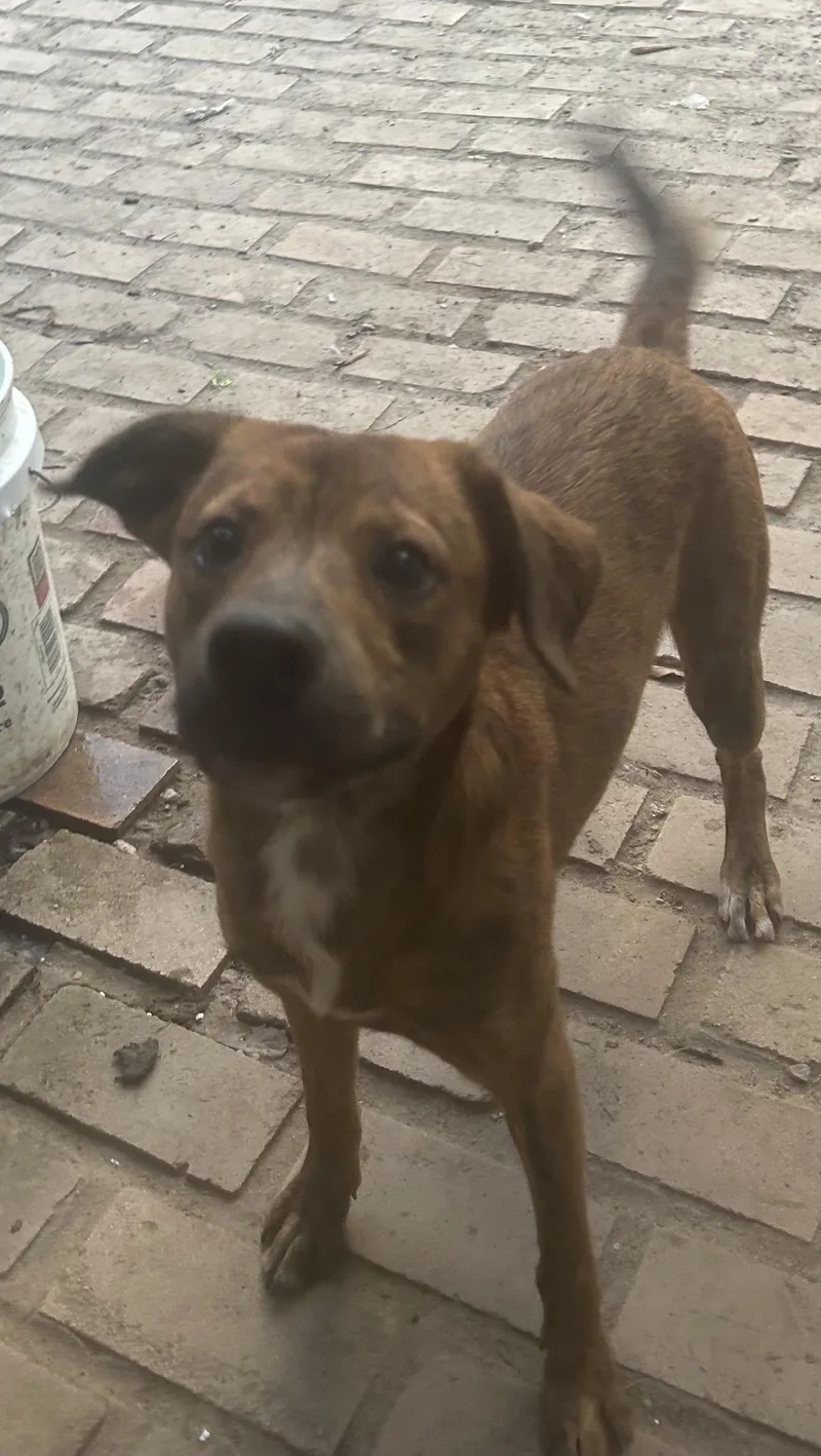 An adult medium-sized male Mountain Cur dog named Jerry for adoption in Pine Bluff, AR