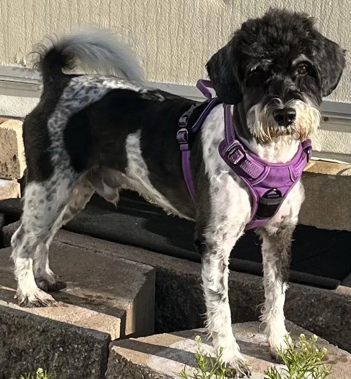 A young small-sized male White / Cream Schnauzer dog named Oreo for adoption in Tampa, FL